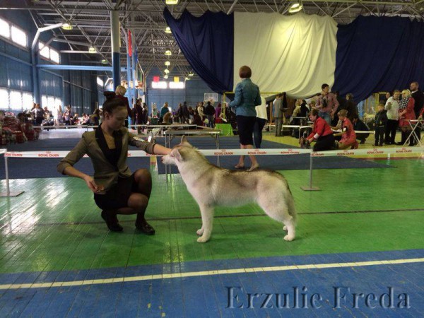 Региональная выставка собак всех пород г. Иркутск