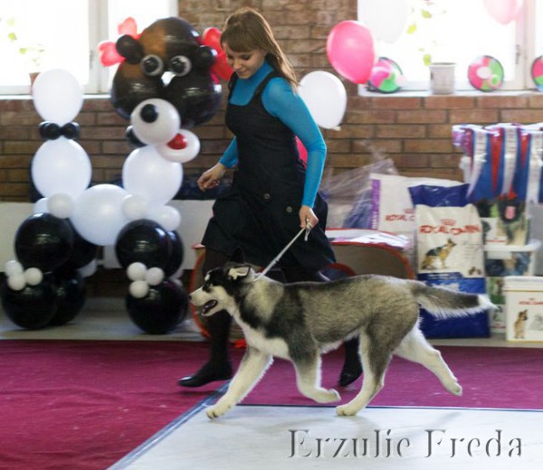 Всероссийская всепородная выставка собак ранга ЧФ г. Тольятти