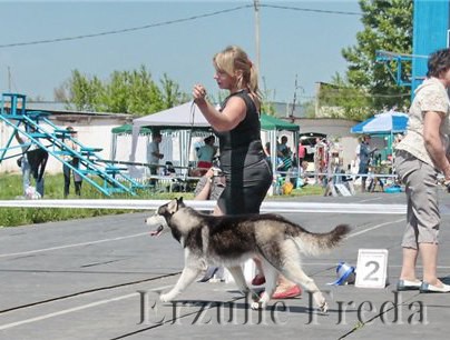 Региональная выставка собак всех пород КЦ "С"ВИТА" г. Тула