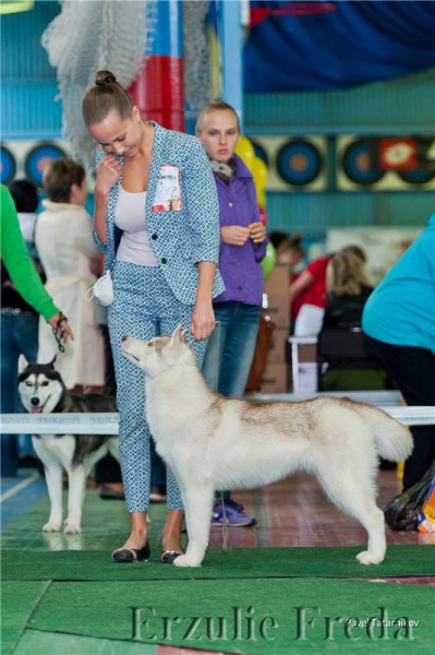 Международная выставка собак всех пород  ранга CACIB, г. Иркутск