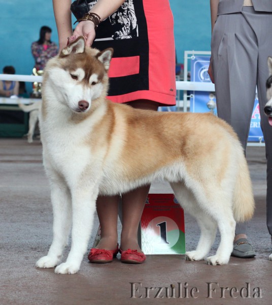 Международная выставка собак CACIB, г.Минск