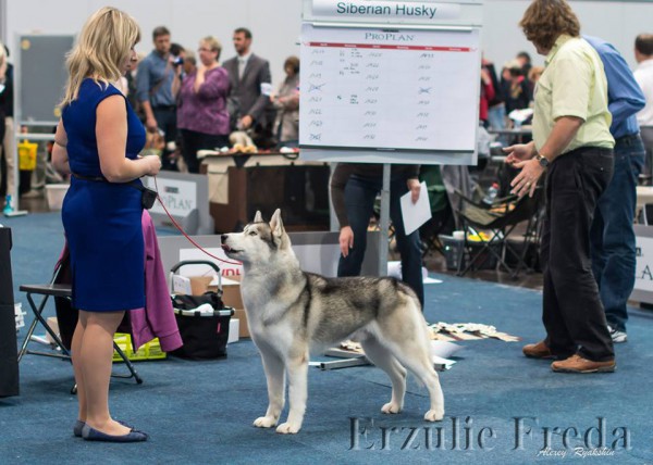 Интернациональная выставка собак «German Winner Show 2014» 