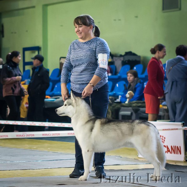 Интернациональная выставка собак, Воронеж