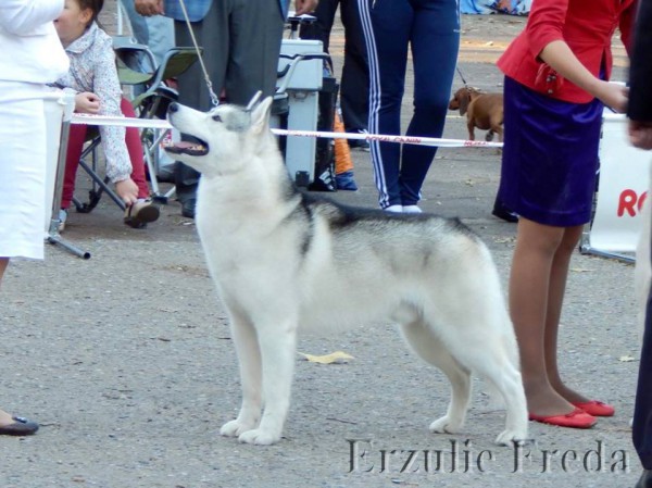 Интернациональная выставка собак "Кубок Президента РКФ"