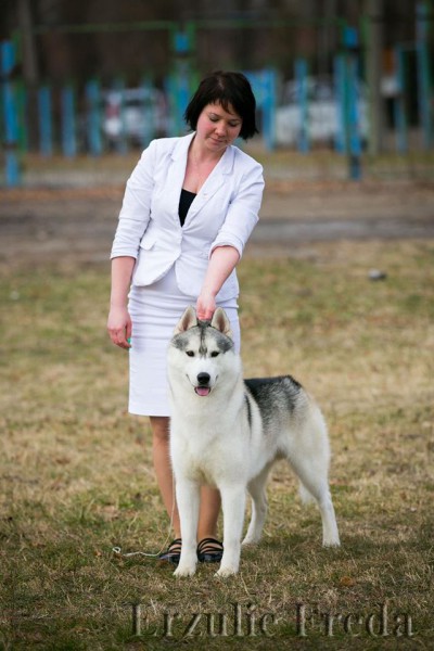 Интернациональная выставка собак всех пород, г.Ставрополь