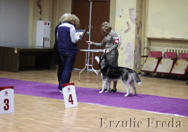 Выставка собак ранга ЧРКФ "Звездное Шоу"