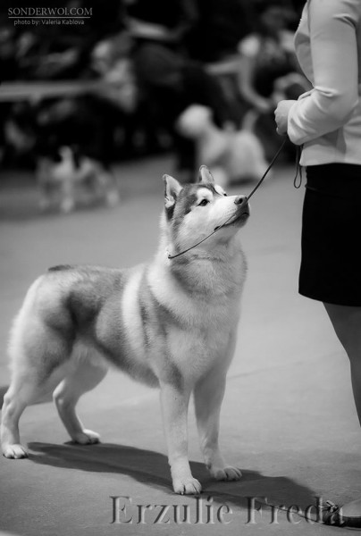 Монопородная выставка Северных Ездовых Собак