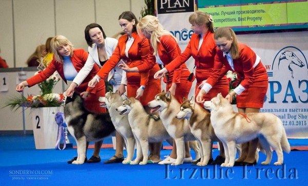 Интернациональная выставка собак "Евразия-1"