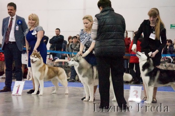 Интернациональная выставка собак "Евразия-2"