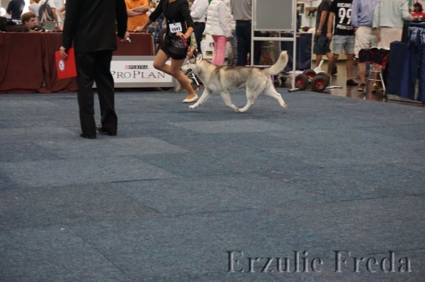 Интернациональная выставка собак German Winner Show