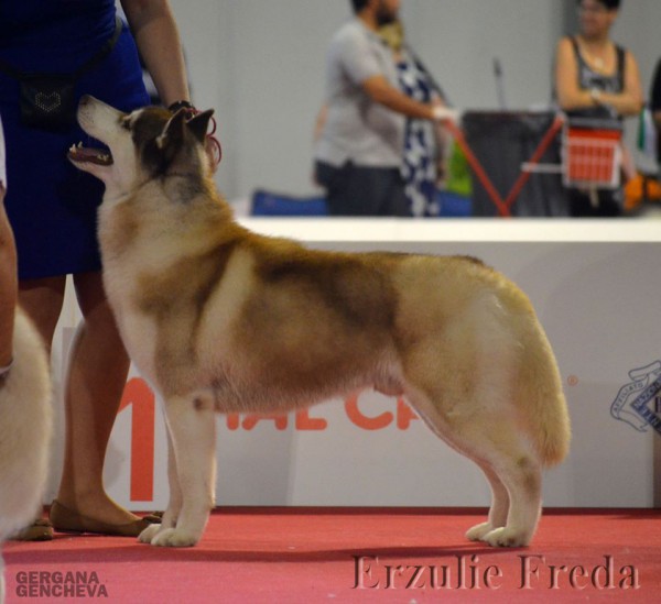 Международная выставка собак World Dog Show 2015