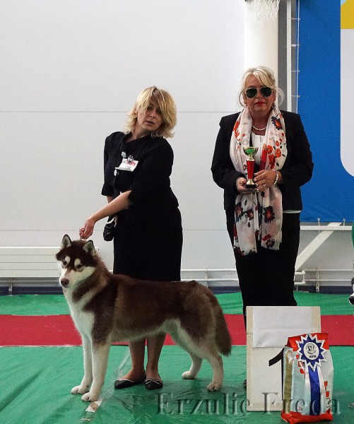 Монопородная выставка северных ездовых собак ранга ПК