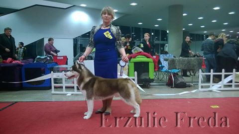 Интернациональная выставка собак Литва CHRISTMAS CUP